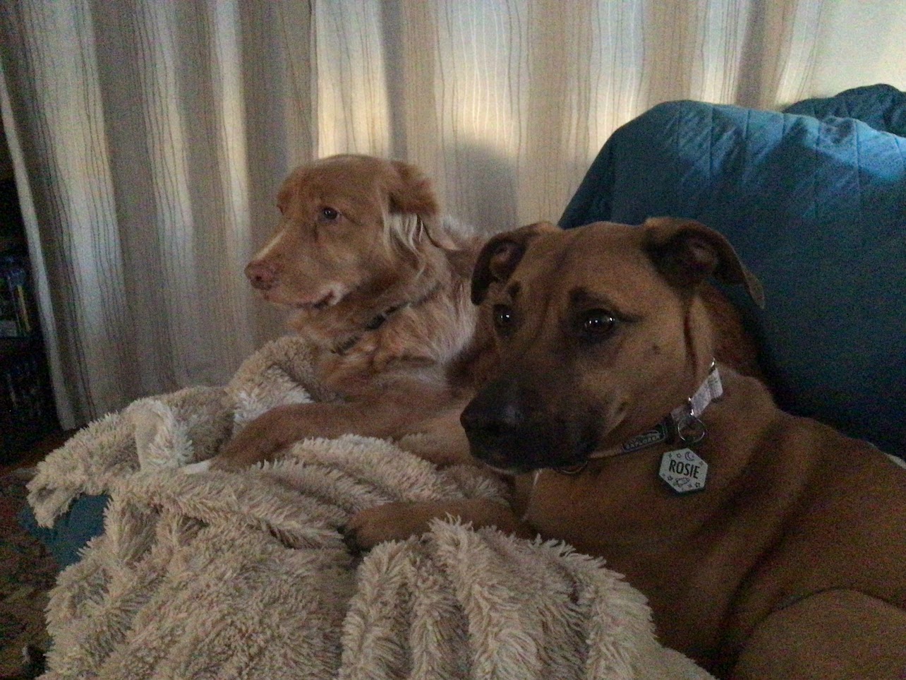 Rosie and Fox sitting on the couch with some cozy blankets together. Fox is a Toller and Rosie is a tan mutt with a black mouth and dark eye markings that look like eyeliner and eyebrows