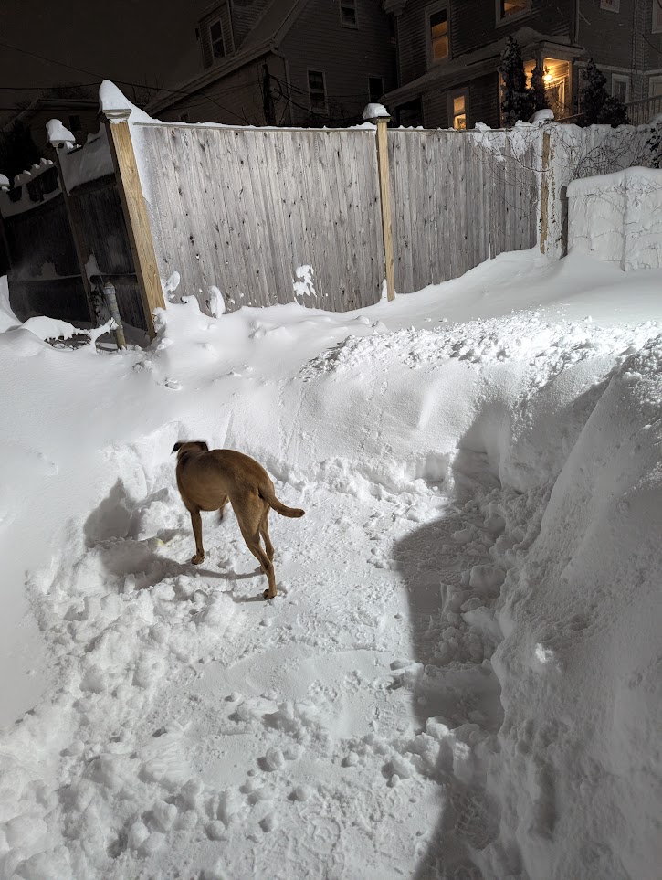 My backyard after about three feet of snow was dumped on it. I've dug out an area probably the size of a car for my dog to potty. She's blurry and not facing the camera, but still manages to look apprehensive.