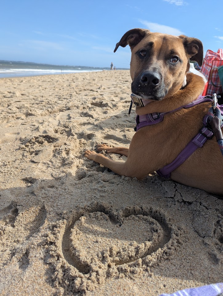 Photo of my beautiful beautiful dog on the beach. She is brown with black eyebrow and eyeliner markings. She's wearing a purple harness and happily laying in the sand. I've drawn a heart in the sand in front of her. You can see the ocean in the near background.